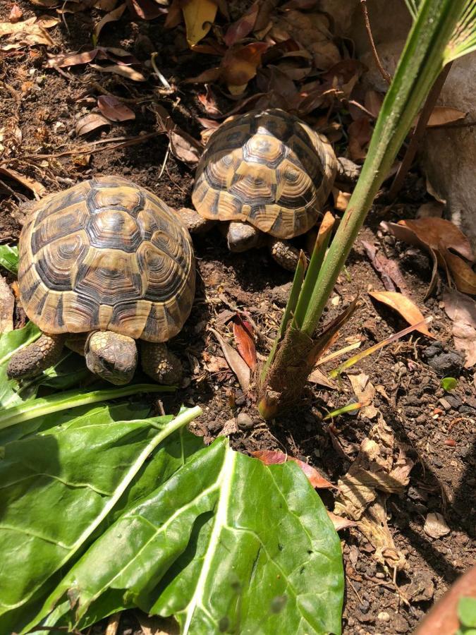 Апартаменти Tortoise Цриквениця Екстер'єр фото